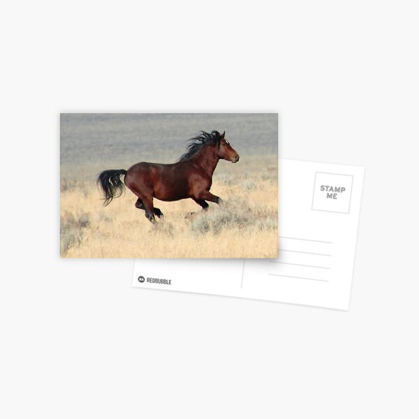 Dark Stallion Postcard