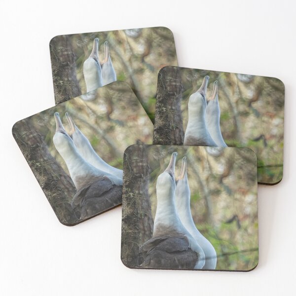 Item preview, Laysan Albatrosses in Love designed and sold by Belinda Greb Photography.