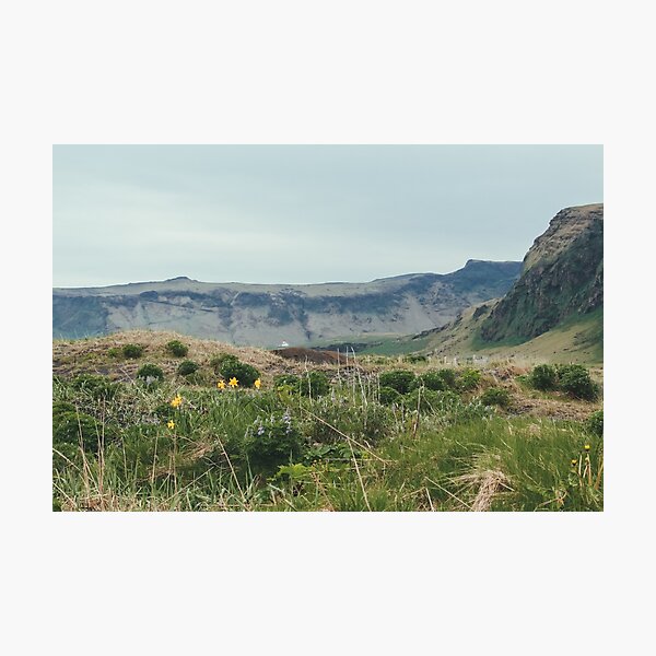 Daffodils on the Mountain Photographic Print