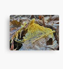 Leocarpus Fragilis. Canvas Print