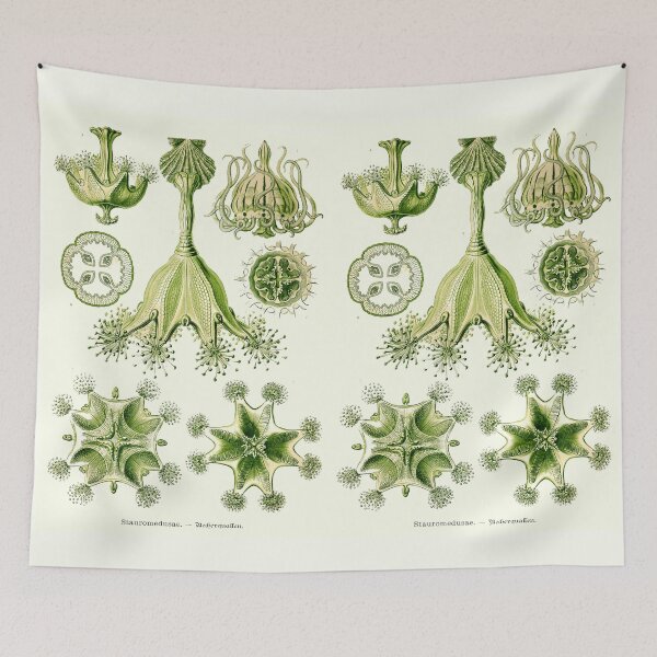 Item preview, Plate 48. Stauromedusae, the order of stalked jellyfish. designed and sold by Squirrox.