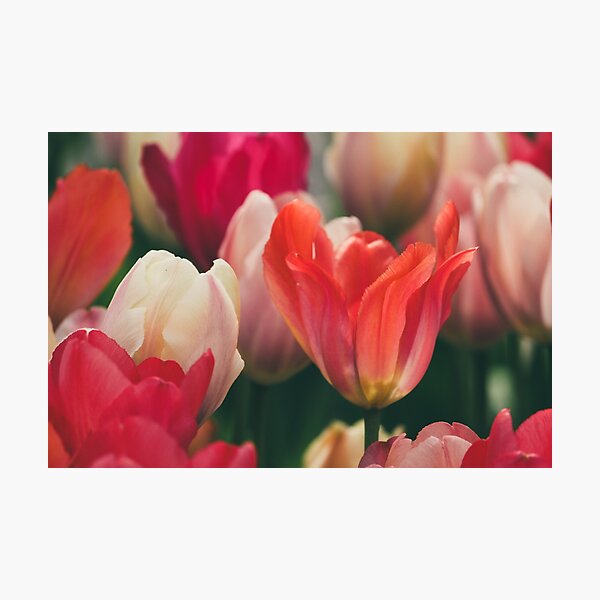 Blossoming Tulips Photographic Print