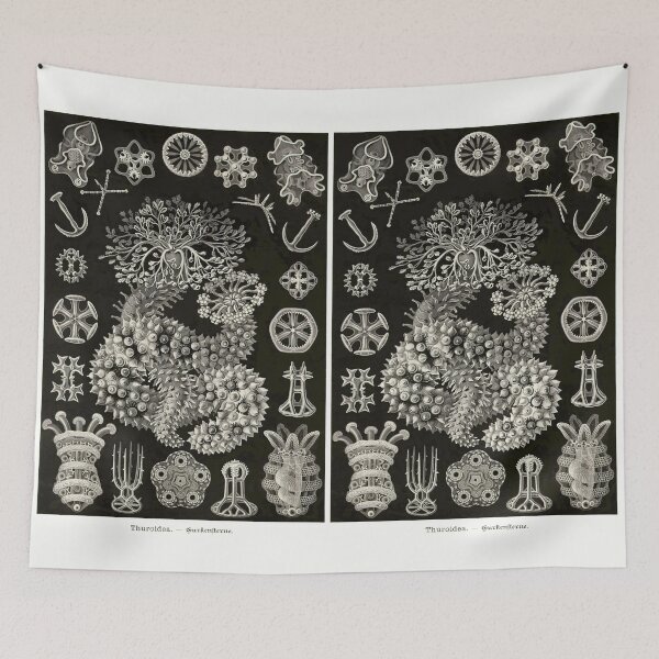 Item preview, Plate 50. Thuroidea, a now abandoned grouping of sea cucumbers. designed and sold by Squirrox.
