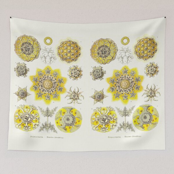 Item preview, Plate 51. Polycyttaria, an older grouping of radiolarians – amoeboid protozoans. designed and sold by Squirrox.