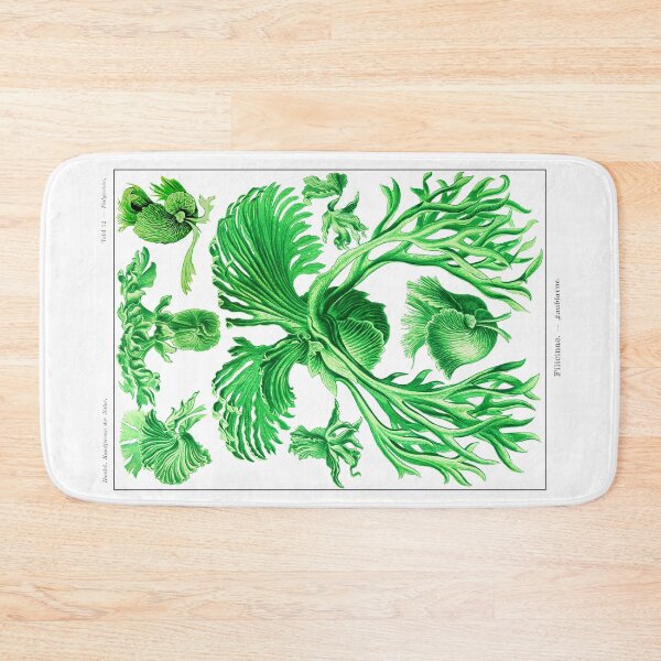 Item preview, Plate 52. Filicinae (now part of the class Polypodiopsida), the staghorn fern. designed and sold by Squirrox.