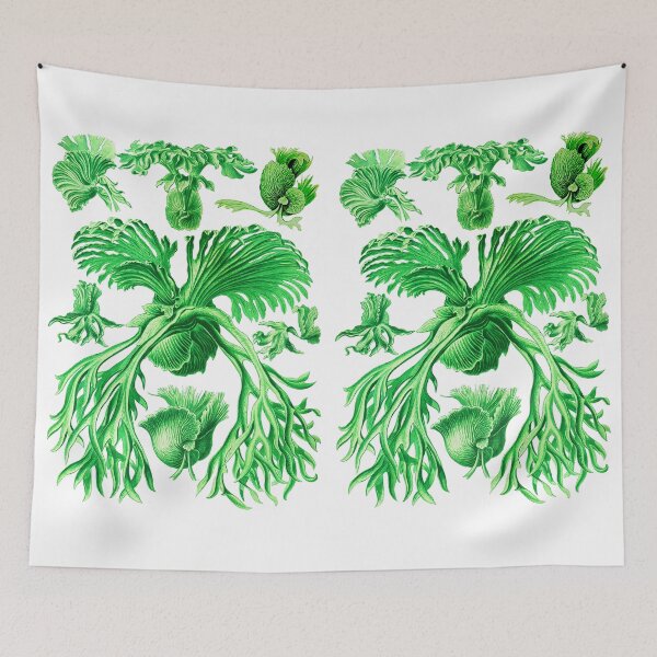 Item preview, Plate 52. Filicinae (now part of the class Polypodiopsida), the staghorn fern. designed and sold by Squirrox.