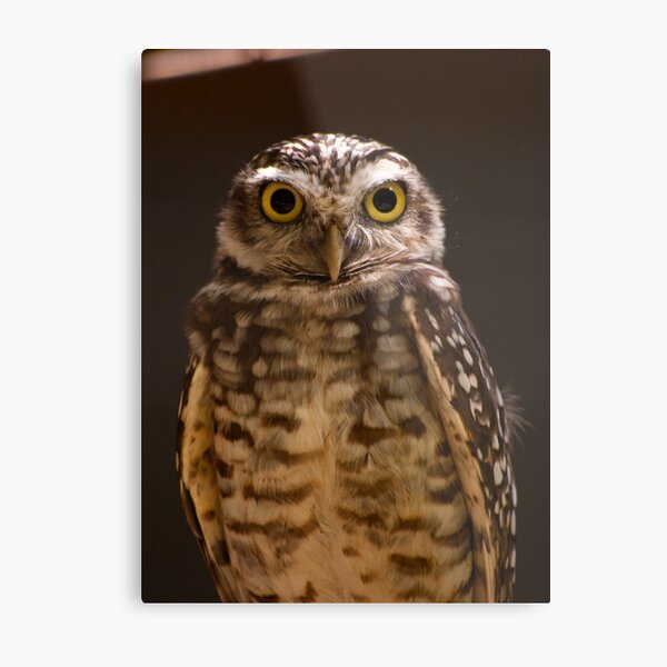 Item preview, Stare designed and sold by ejlinkphoto.