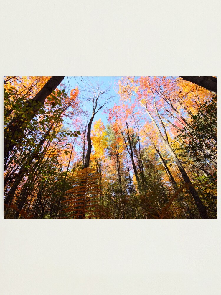 Alternate view of Surrounded by Colour Photographic Print