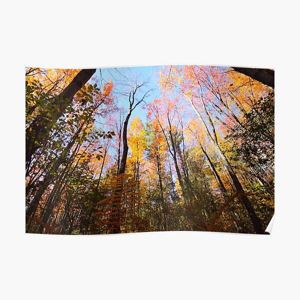 Surrounded by Colour Poster