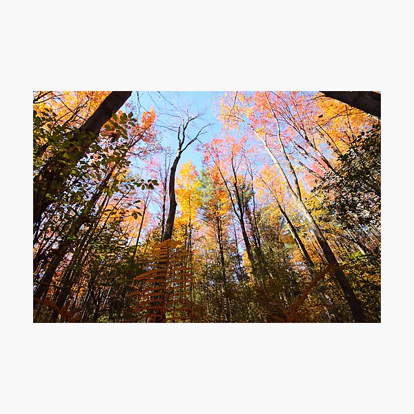 Surrounded by Colour Photographic Print