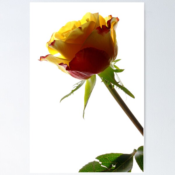 Item preview, Rose - Impressions # 1 designed and sold by Ronny Falkenstein.
