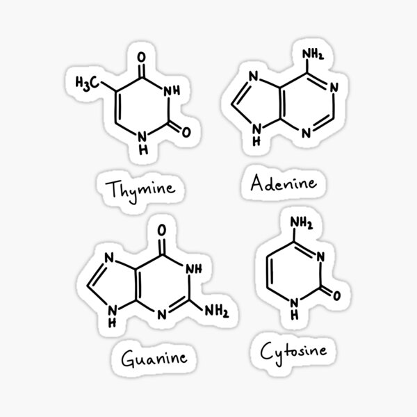 Item preview, Nucleobases ACTG Adenosine Guanine Cytosine Thymine designed and sold by Mhea.