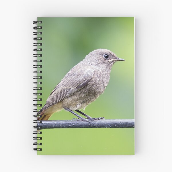 Item preview, Black redstart designed and sold by MarekM.