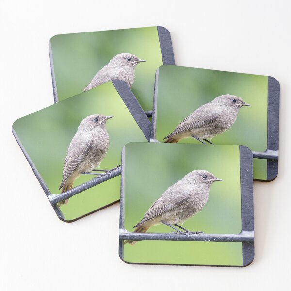 Item preview, Black redstart designed and sold by MarekM.