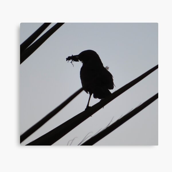 Pájaro e insecto Lienzo