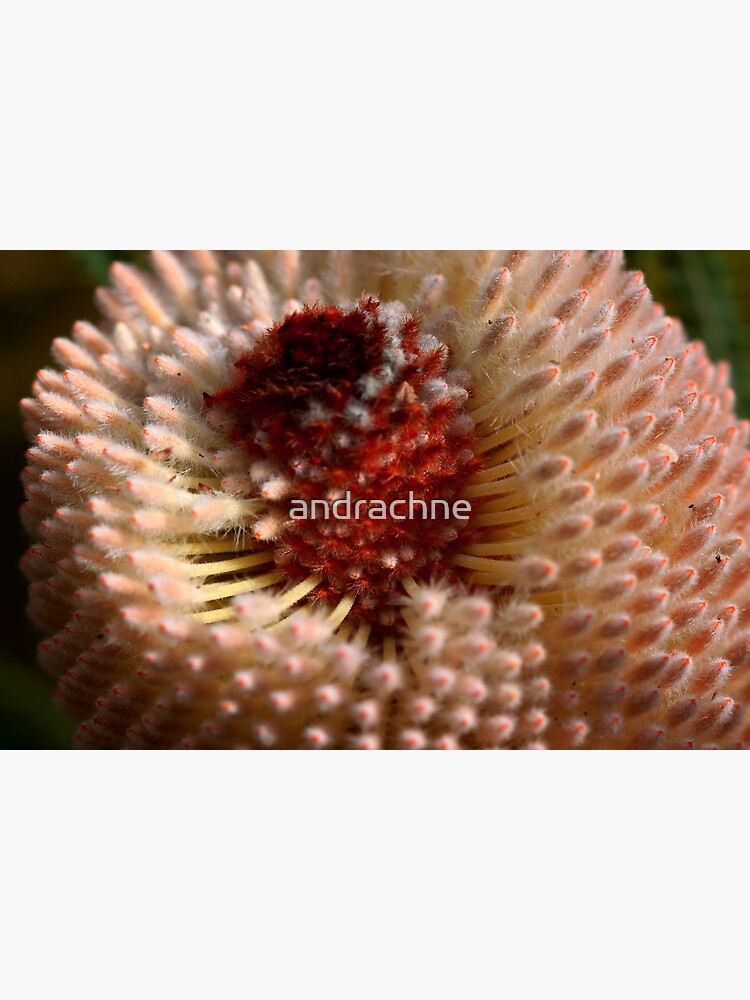 Banksia hookeriana by andrachne
