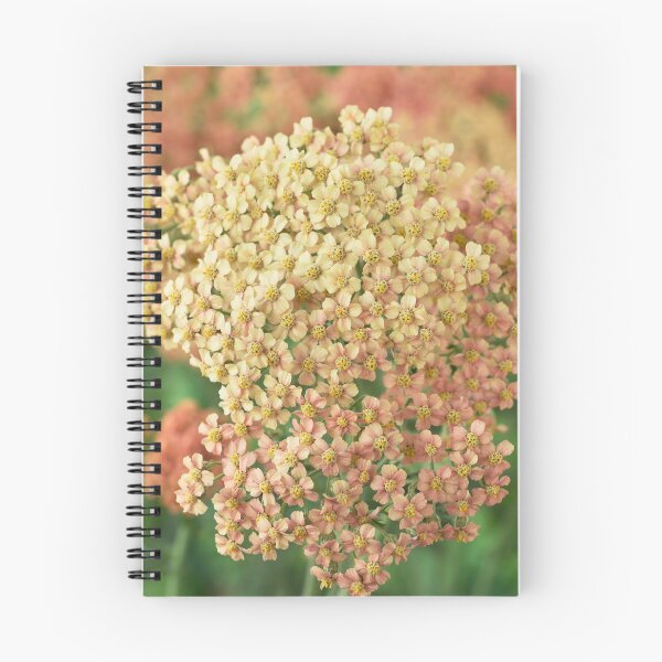 Item preview, Achillea millefolium 'Salmon Beauty'   designed and sold by Chris Burrows.