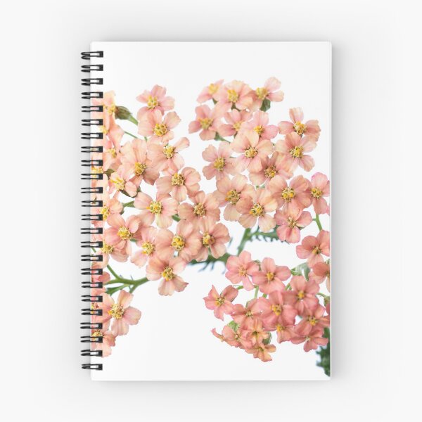 Item preview,  Achillea millefolium 'Salmon Beauty' designed and sold by Chris Burrows.
