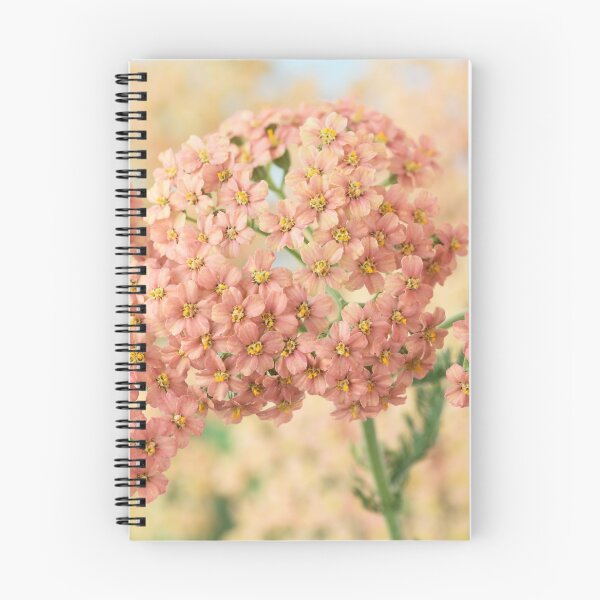 Item preview,  Achillea millefolium 'Salmon Beauty' designed and sold by Chris Burrows.