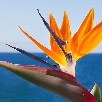 Vorschaubild zum Design Geschenkidee Blume Strelitzie Foto von Katja LebenFreude