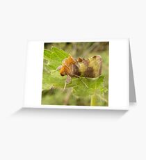 Burnished brass moth Greeting Card