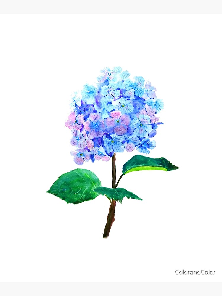 blue purple hydrangea flower by ColorandColor