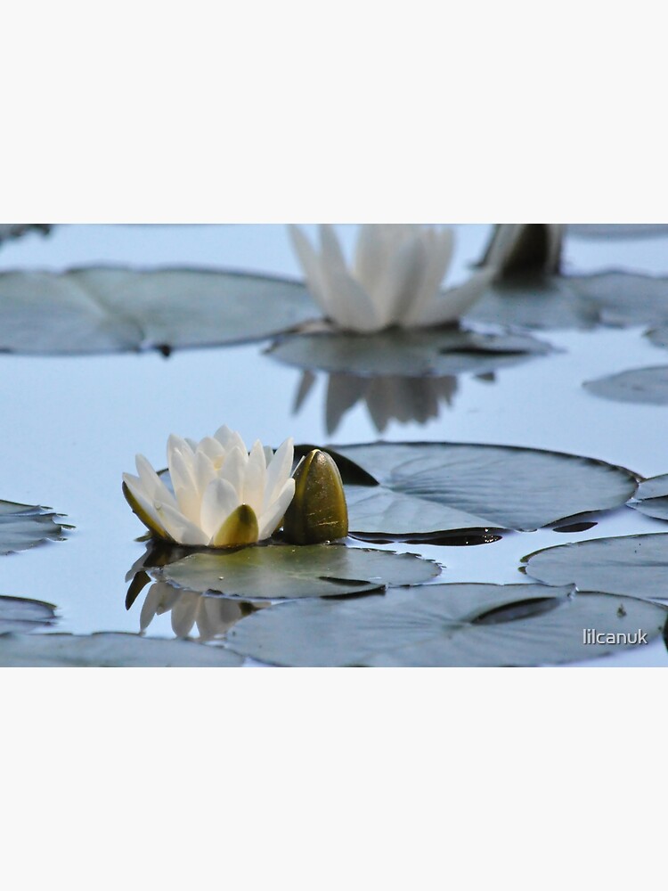 Disover White Waterlily Blues Premium Matte Vertical Poster