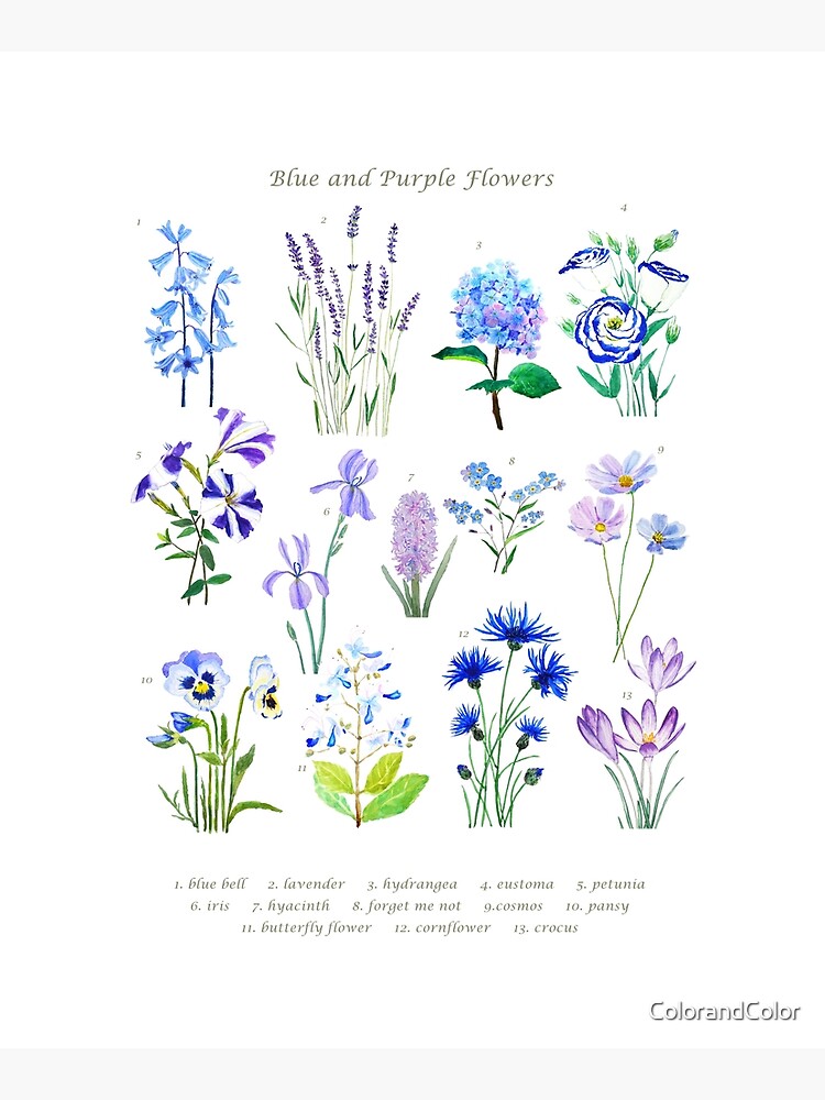blue and purple flower collection watercolor by ColorandColor