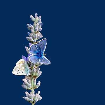 Vorschaubild zum Design Geschenkidee Foto Schmetterlinge auf Lavendel von Katja LebenFreude