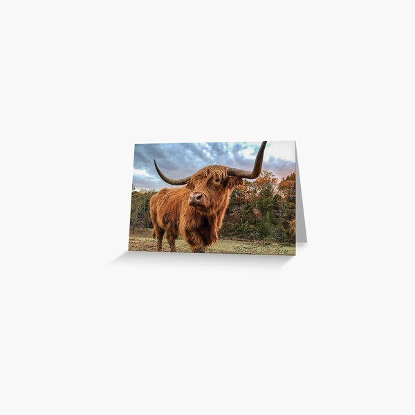 Hamish at Dusk Greeting Card