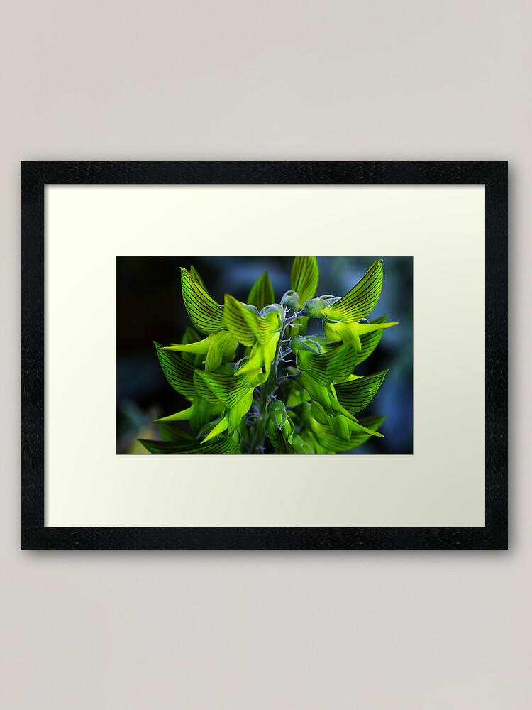 Alternate view of Crotalaria cunninghamii Framed Art Print