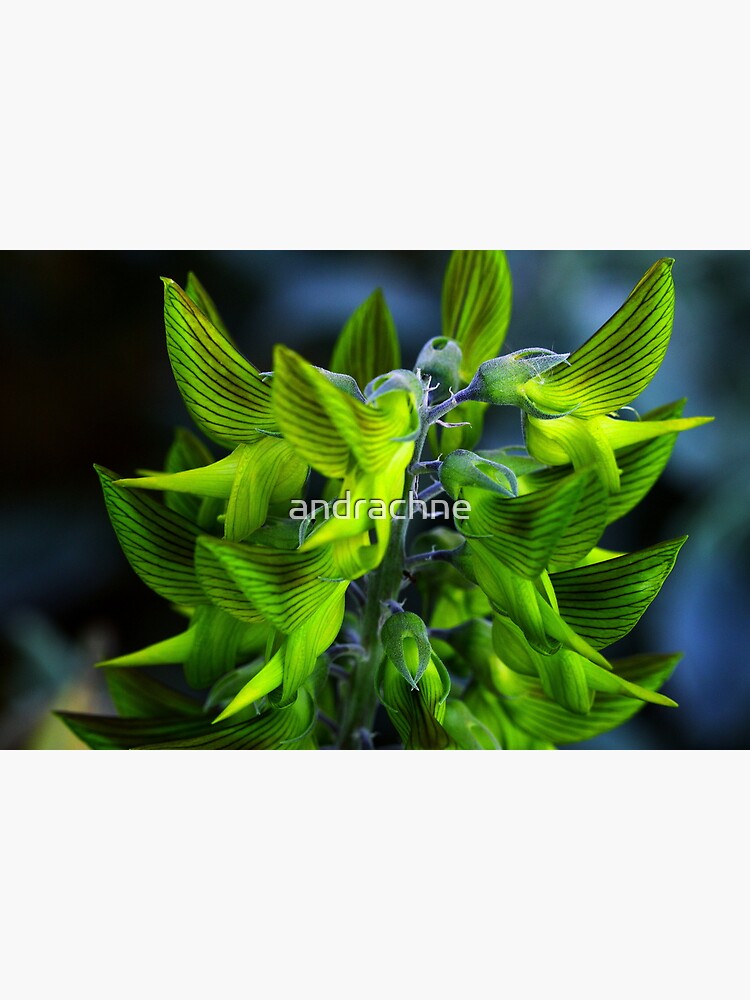 Crotalaria cunninghamii by andrachne