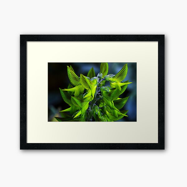 Crotalaria cunninghamii Framed Art Print