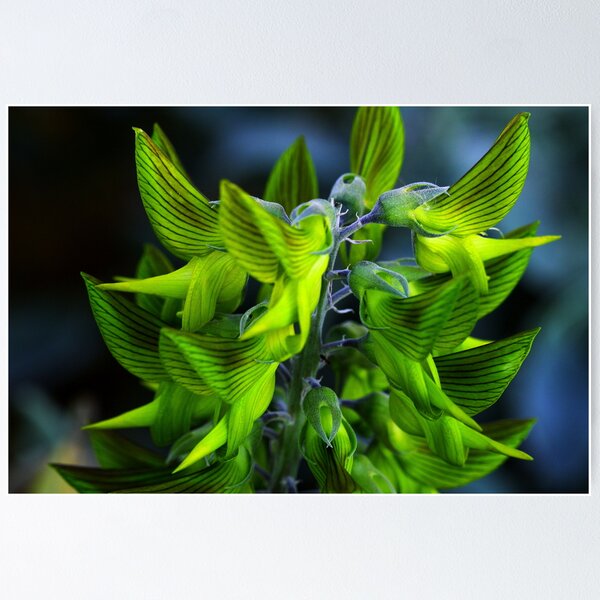 Item preview, Crotalaria cunninghamii  designed and sold by andrachne.
