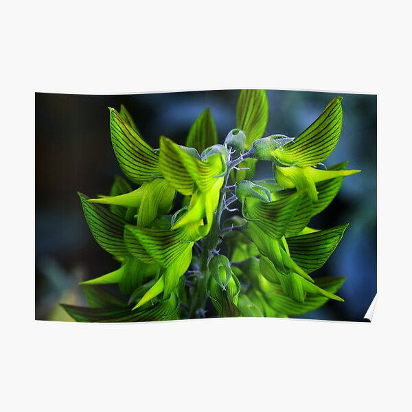 Crotalaria cunninghamii Poster