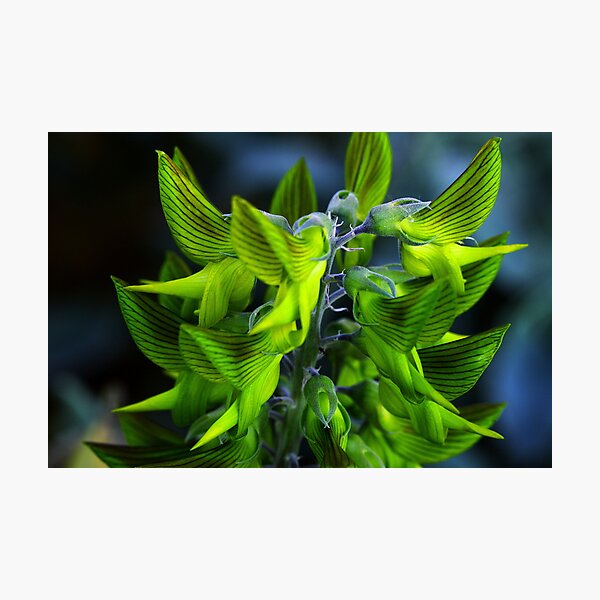 Crotalaria cunninghamii Photographic Print