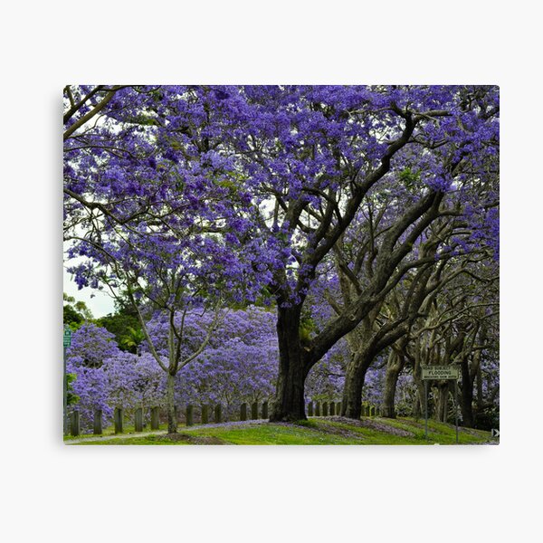 jacarandas in bloom Canvas Print