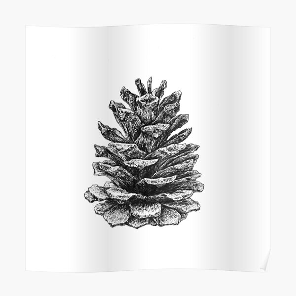 Pine cone Poster