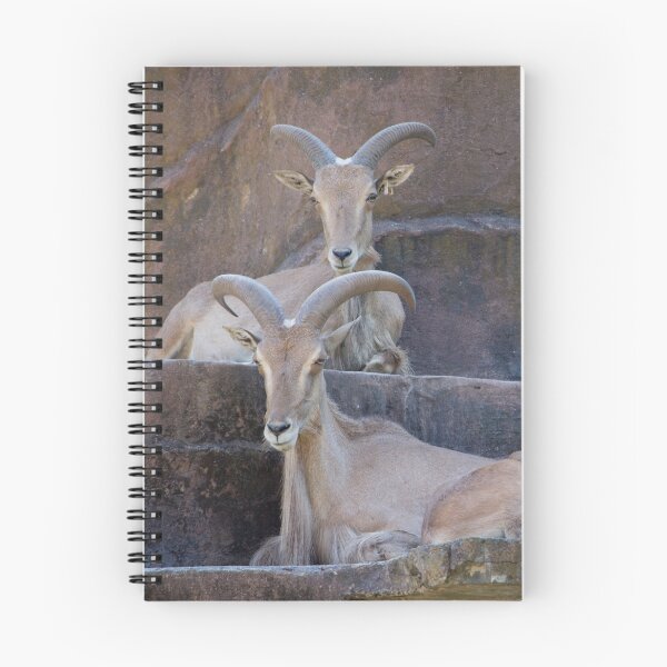 Item preview, Barbary sheep designed and sold by CarlaHarvie.
