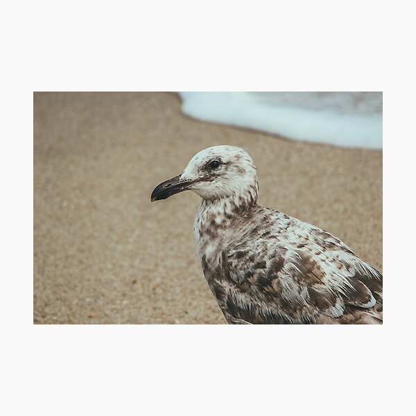 A Seagull Along the Shore Photographic Print