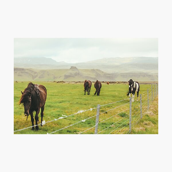 Icelandic Horses Photographic Print
