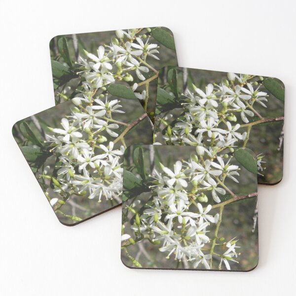 Item preview, Australian Blackthorn Blossom, bursaria spinosa designed and sold by BronwynParry186.