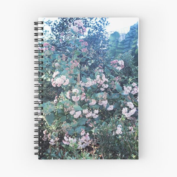 Item preview, Rhaphiolepis ‘Apple Blossom’ designed and sold by Margaret Stevens.