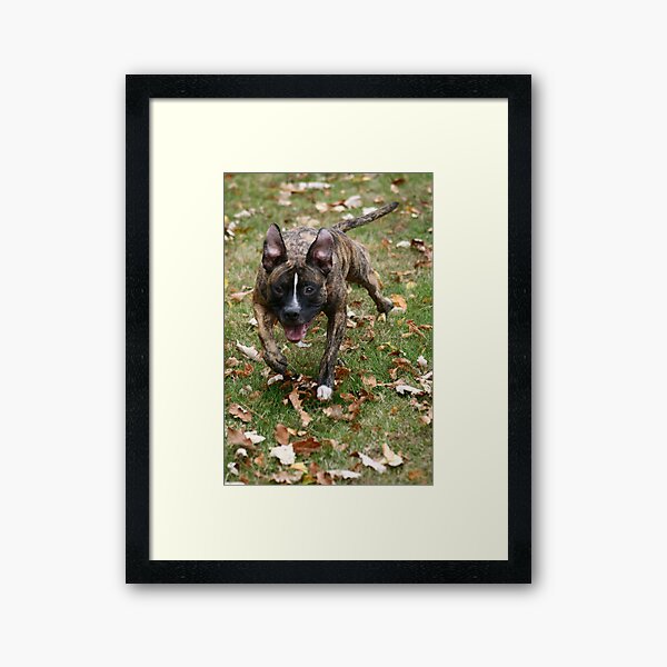 Oh what's that! Framed Art Print