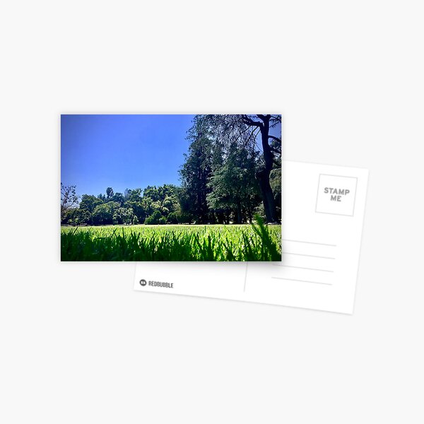 Nap in the Grass (glancingabout.com) Postcard