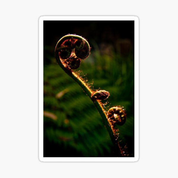 Item preview, Backlit Fern Frond designed and sold by Kana Photography.