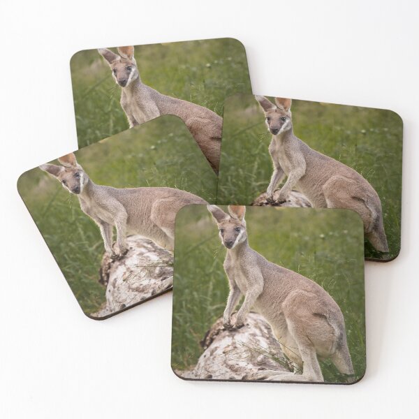 Item preview, Whiptail Wallaby II designed and sold by Kana Photography.