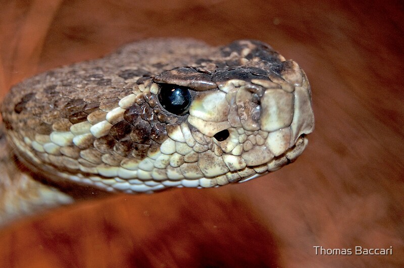 "Rattlesnake Close Up" By Thomas Baccari | Redbubble