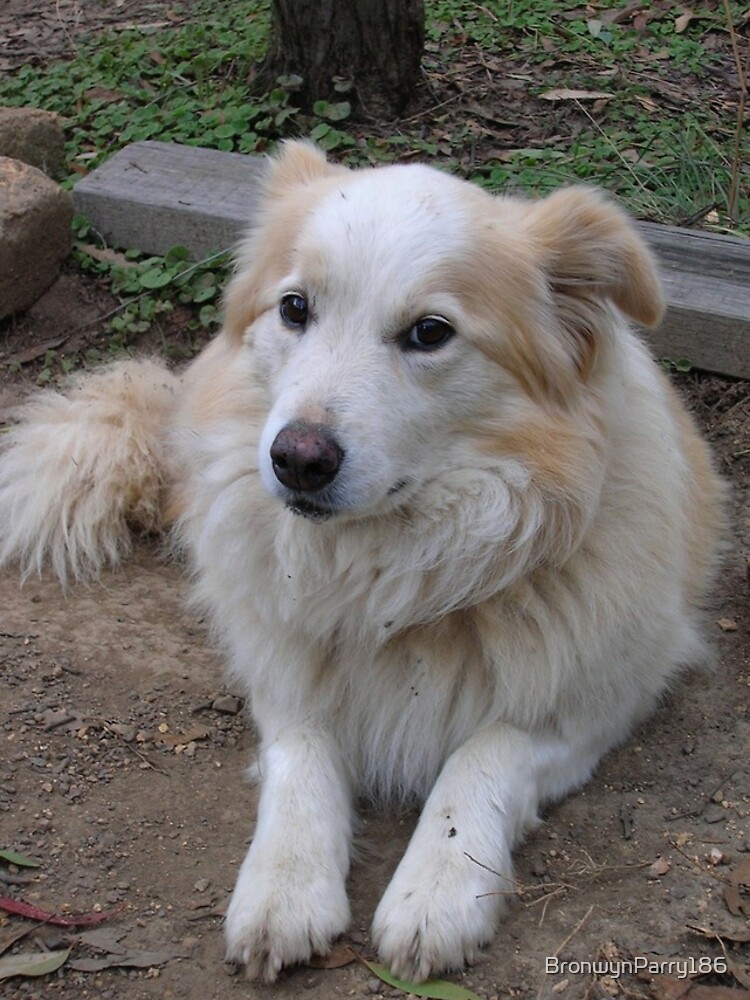 Golden Retriever Mix Collie Mix Breed Hot Border Collie Mixed With