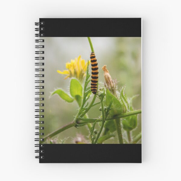 Item preview, Cinnabar moth Caterpillar climbing designed and sold by Daniel Baker Photography.